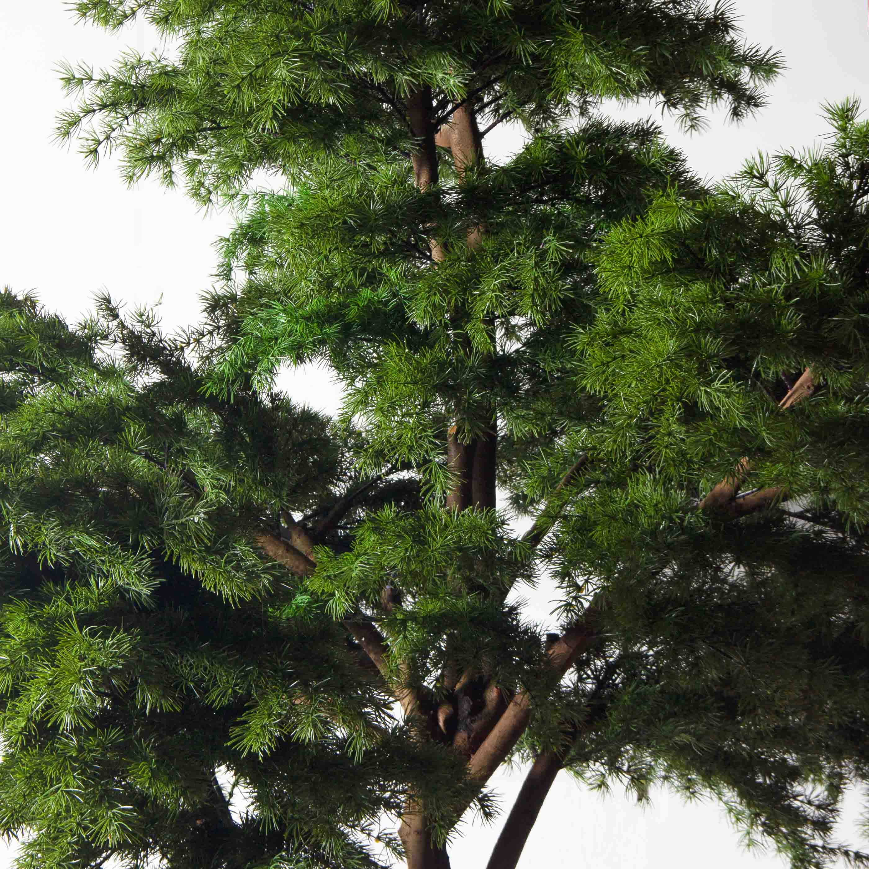 340/РН/310(з)(УУ)(Пр)(F) Лиственница искусственная h310см, d200-210см_8