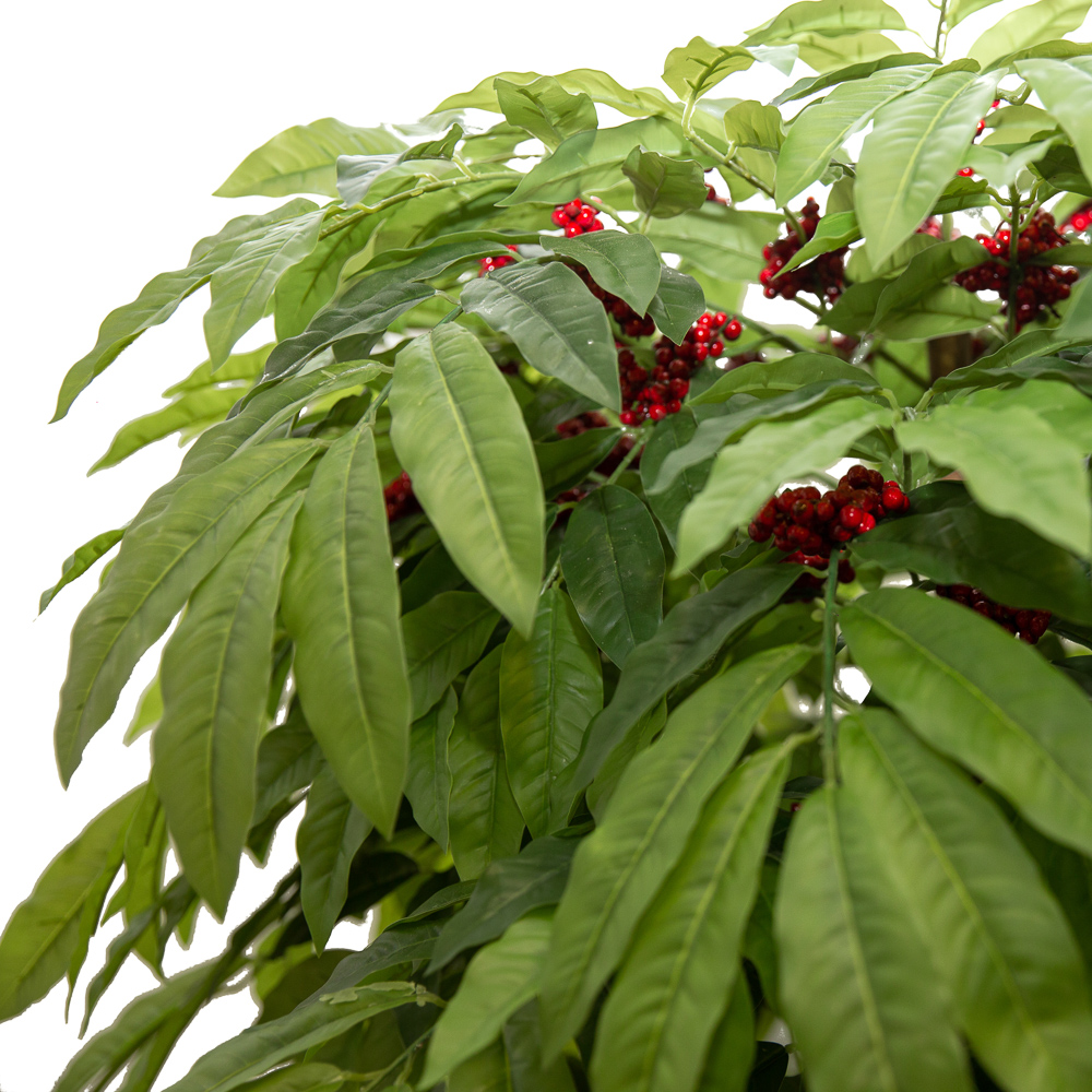 180/РН/220(з.) Кофейное дерево h180 см(латекс)_2