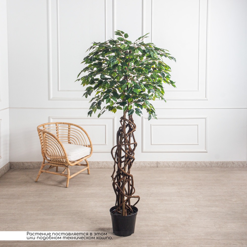 180/ПЛ/34(Пр) Фикус искусственный h180см (латекс)_5