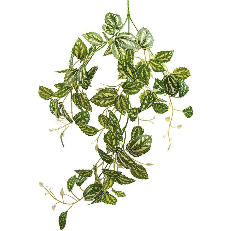 7144/0270-14 Плющ пилея кадье *3 h70см