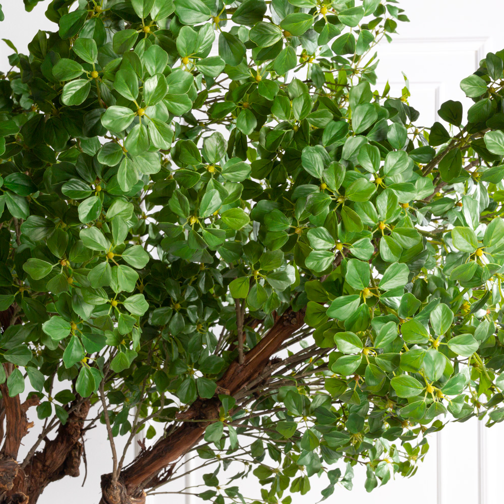 263/ОС/84(з)(F) Шеффлера искусственная Компакта h220см, d240см _3