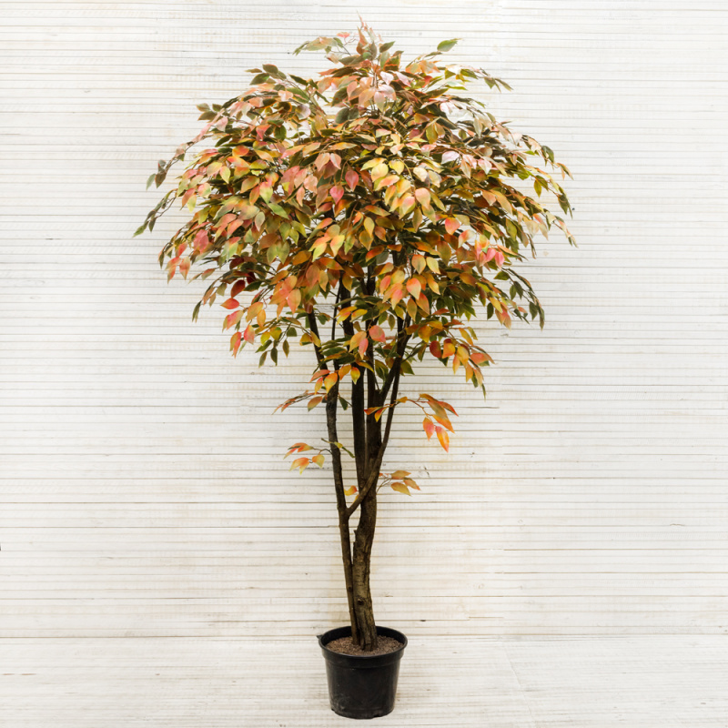 220/РН/23М Фикус осенний 220 см