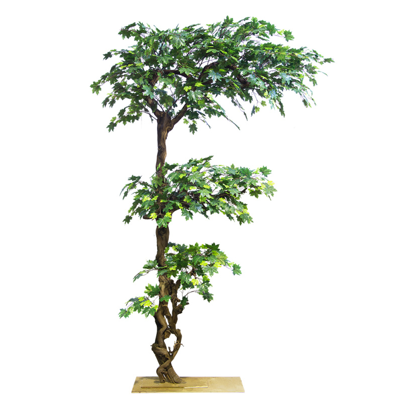 270/3Я/ОС/29(з.) Клен h270 на основании 20*50см_1