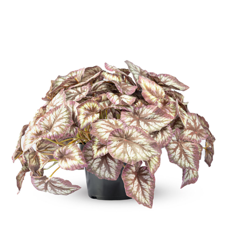 ЦС98-2 Бегония (вишневая) h21см(латекс) в кашпо d19