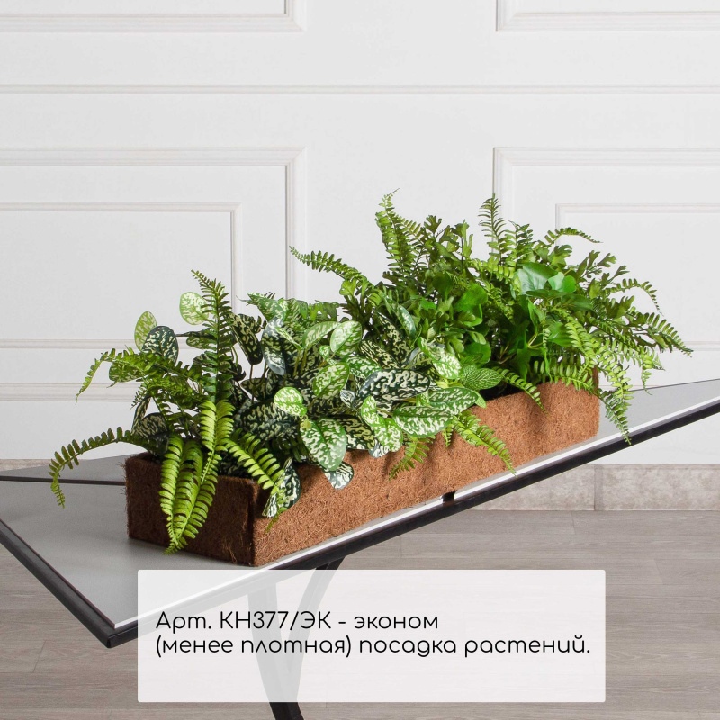 К377/ЭК(F) Композиция искусственная зеленый микс с Аукубой (латекс) в кокосовом боксе 75х20х10см_1