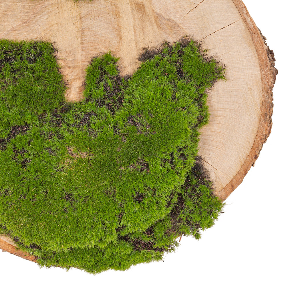 БК140/11 Композиция на березовом спиле d30-40см_3