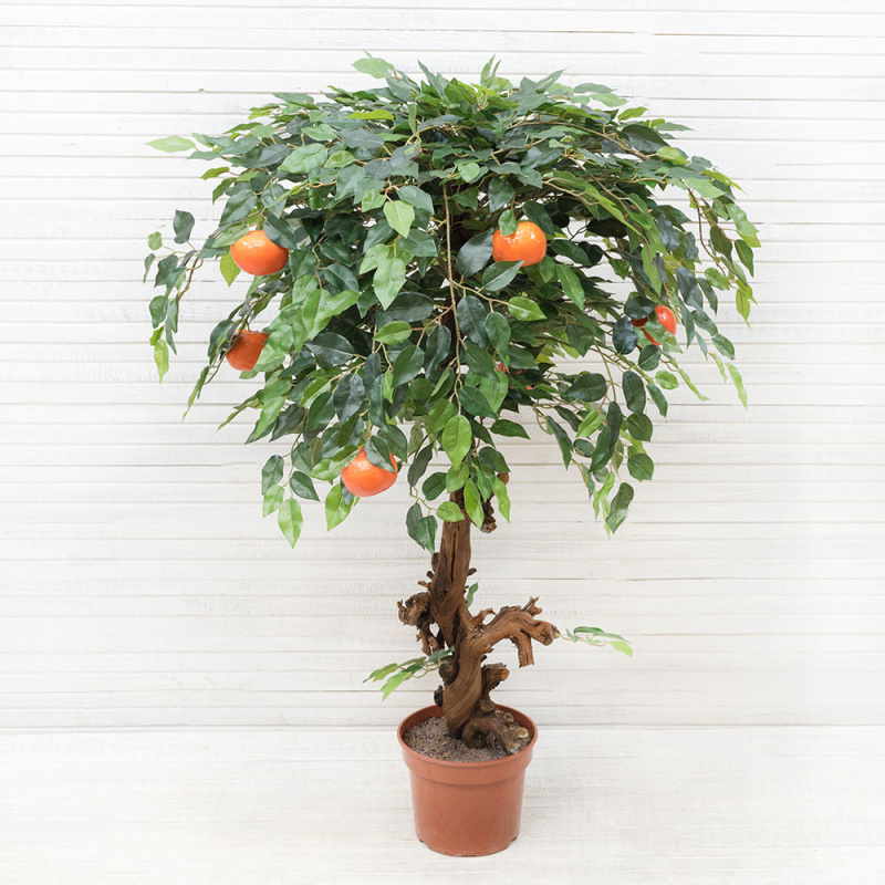 БП 100/24М Бонсай 