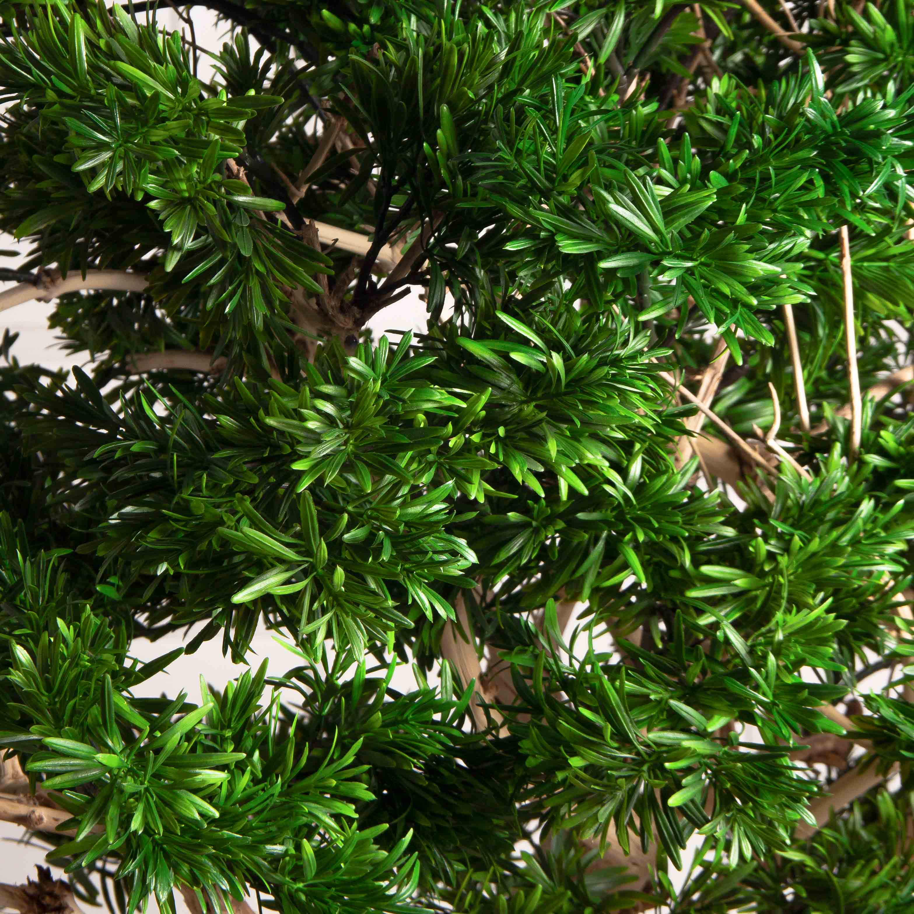 БЛ160/Д3/241(з)(F) Бонсай искусственный Подокарпус h160см d60-100см на основании_3