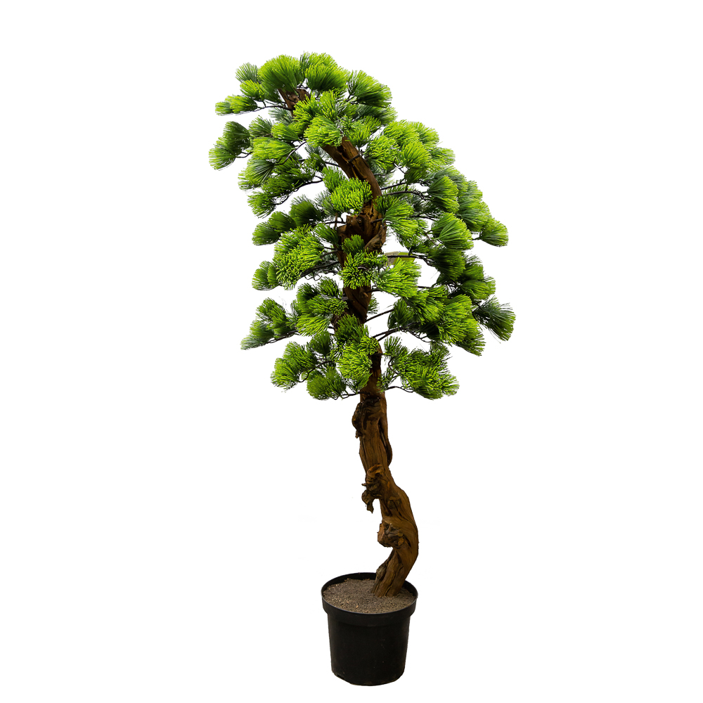 160/ОС/230 Бонсай сосна h160см