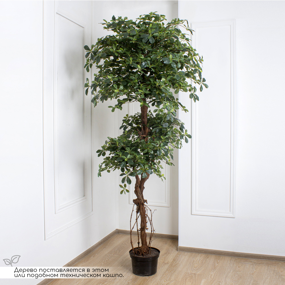 240/3К/ОС/ВП/84(з)(УУ)(Пр) Шеффлера искусственная h240см (латекс)_2