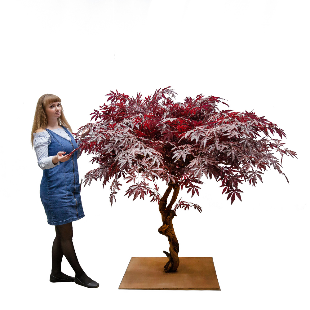 160/ОС/400(з.) Клен Японский красный (латекс) h160см _4