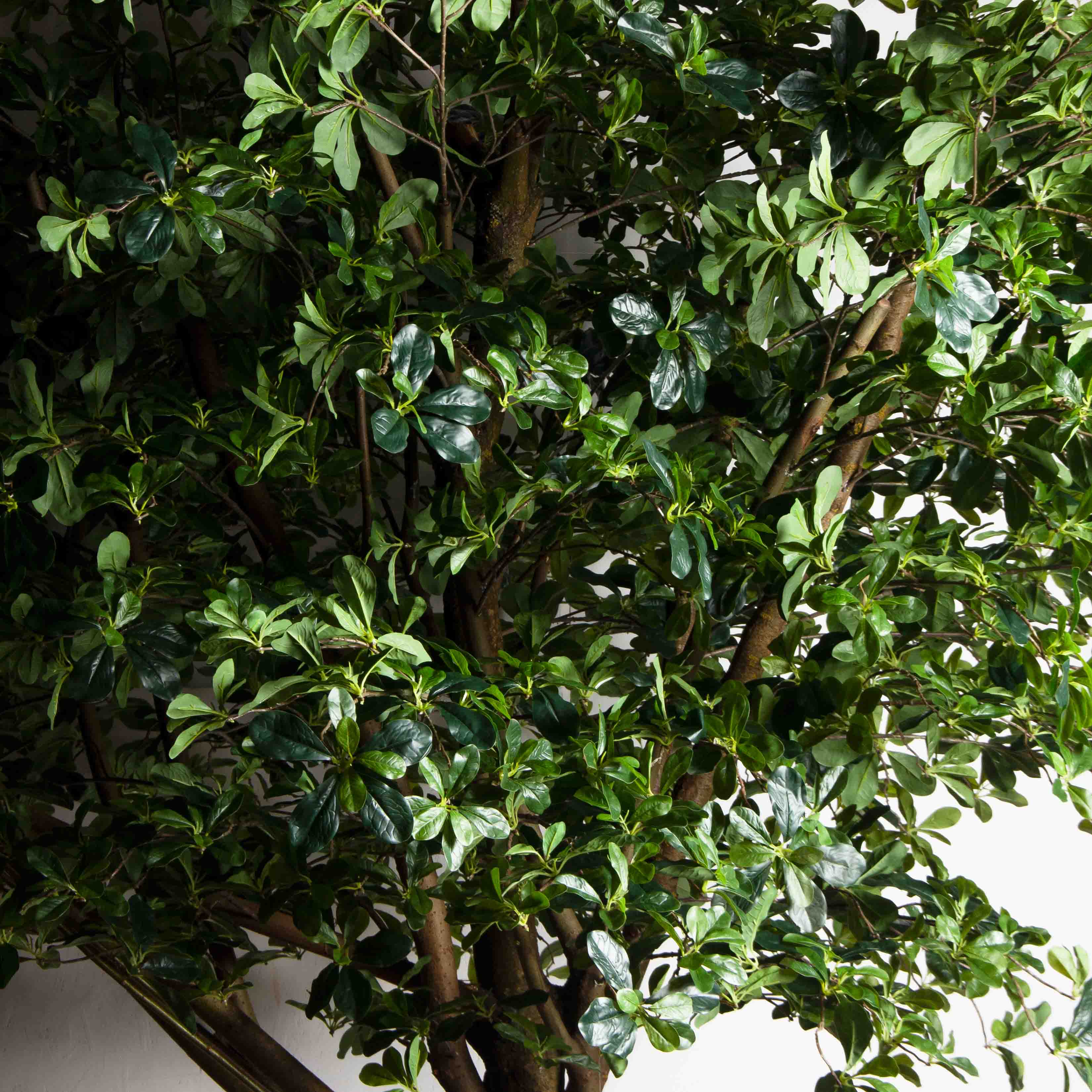 300/РН/84-2(з)(Пр)(F) Шеффлера искусственная h300см_5