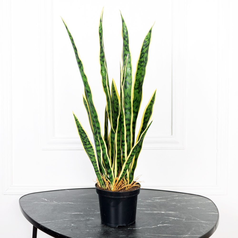 ЦС93-2 Сансевиерия желтая h55см в кашпо d15см_3