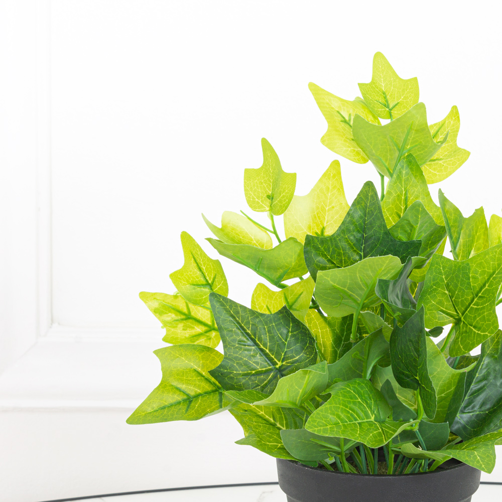 ЦС28/213 Хедера h17см(латекс) в горшке d11см_5