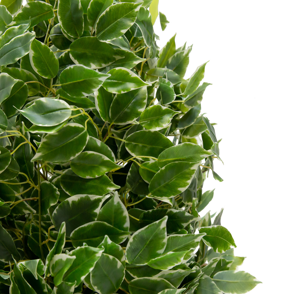 140/Р/17М Фикус Бенжамина (латекс) h-140см_2