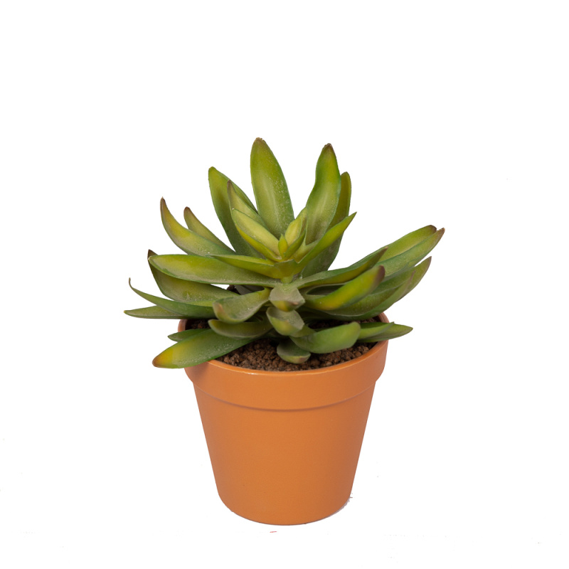 СКК02 Суккулент