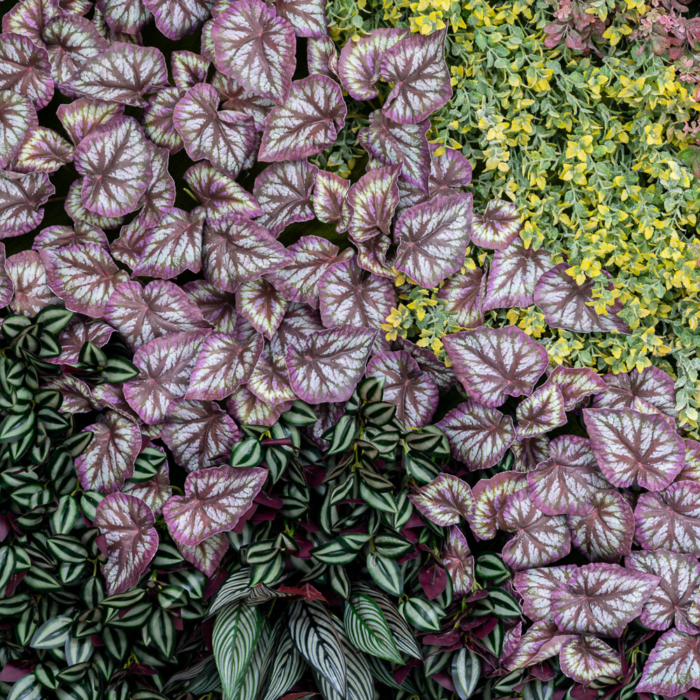 Фитостена 106_6