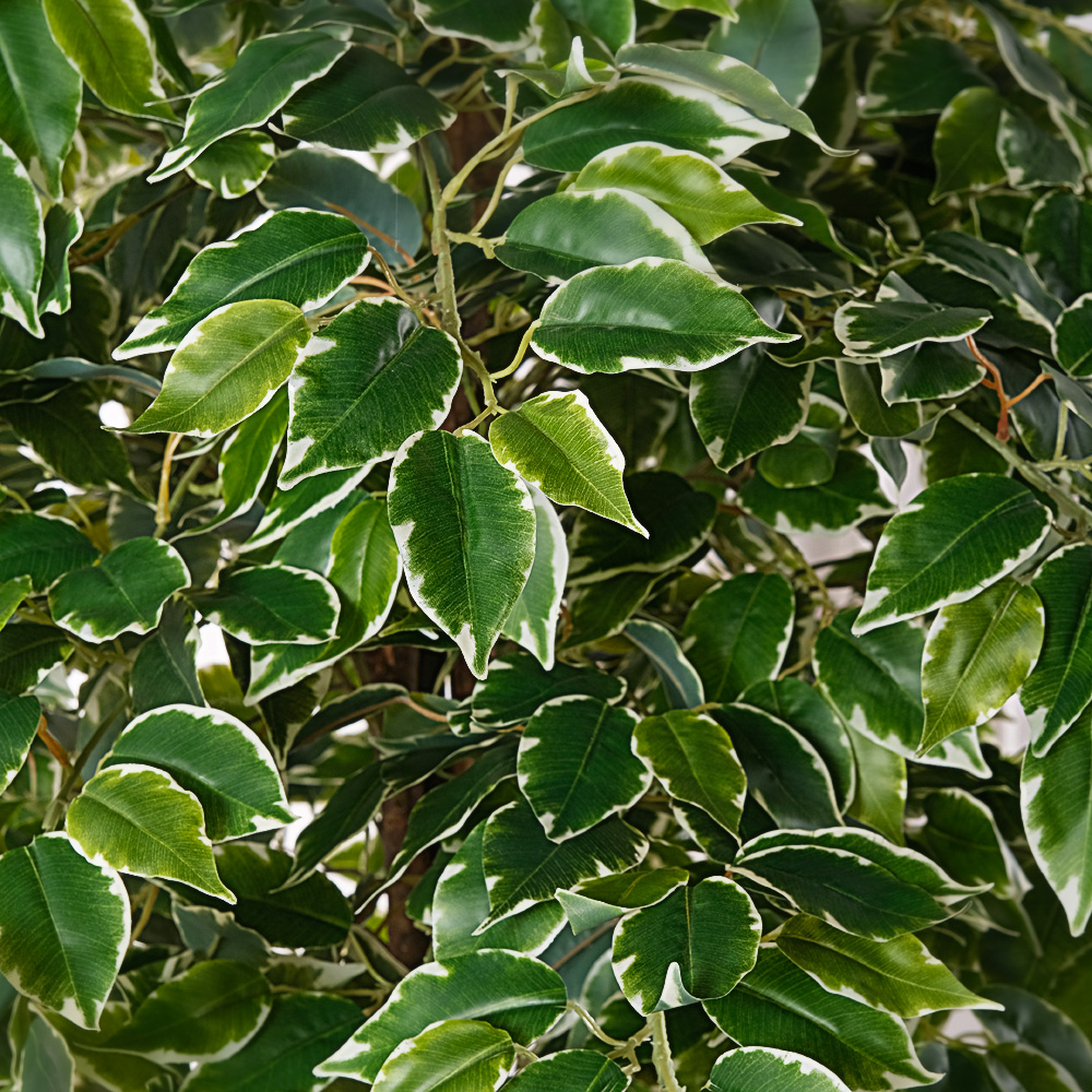 180/УК/23М(Пр)(F) Фикус Бенджамина Старлайт искусственный h180см_5