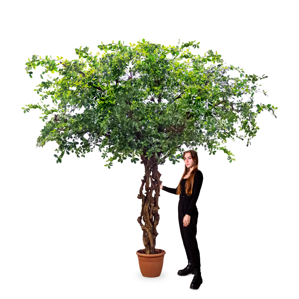 360/ОС/84(з/УУ) Шеффлера искусственная h360см_1