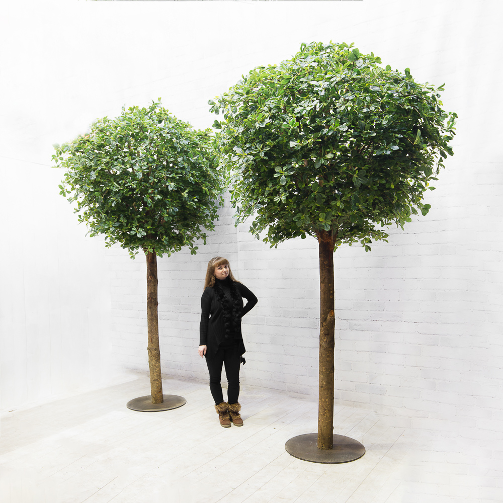 300/ШК-84/1(з.) Шеффлера h-300см на основании_3