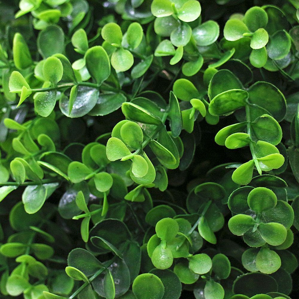 СШ45/228-1 Самшит-шар Эвкалипт 