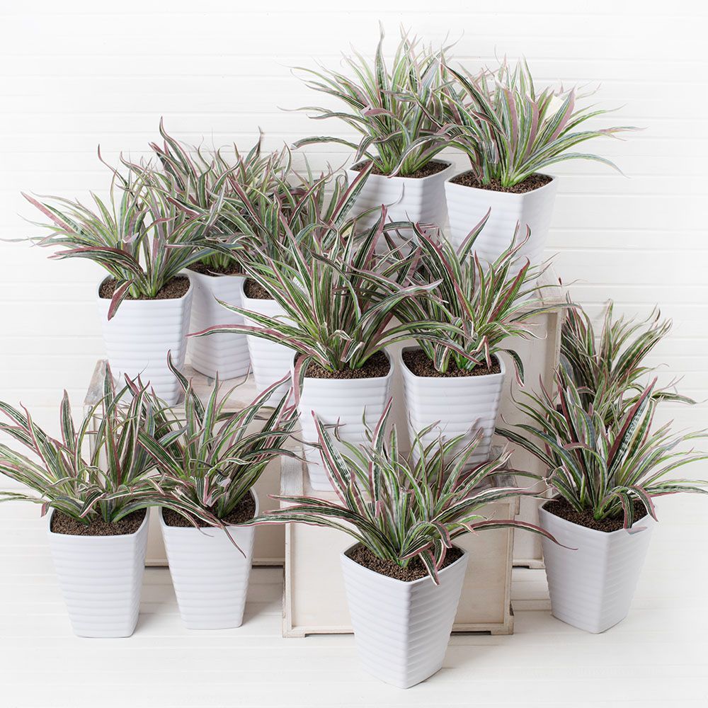 К277(з) Драцена (d-30 h-25) в ребристом кашпо(13.5*13.5*16_2