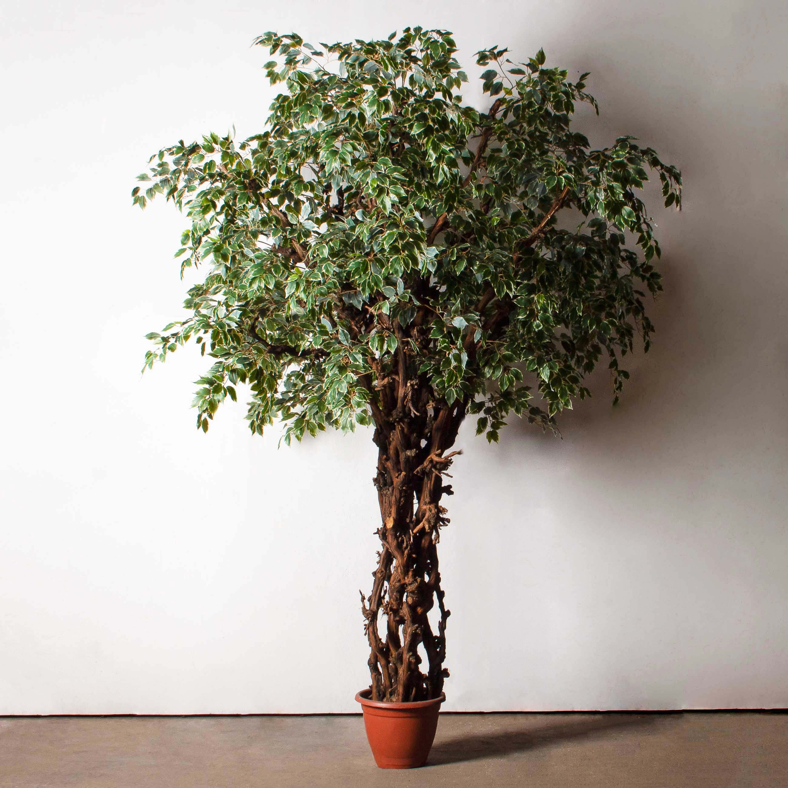 320/ОС/АСС/17(Пр)(F)Фикус Бенджамина искусственный h320см_2