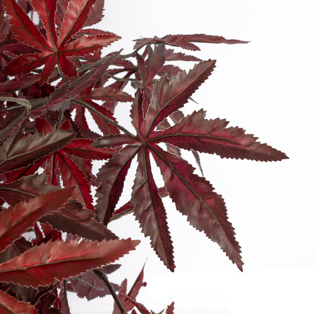 90/К/400-1 Клён японский куст h90см в кашпо d19см, бордо_2