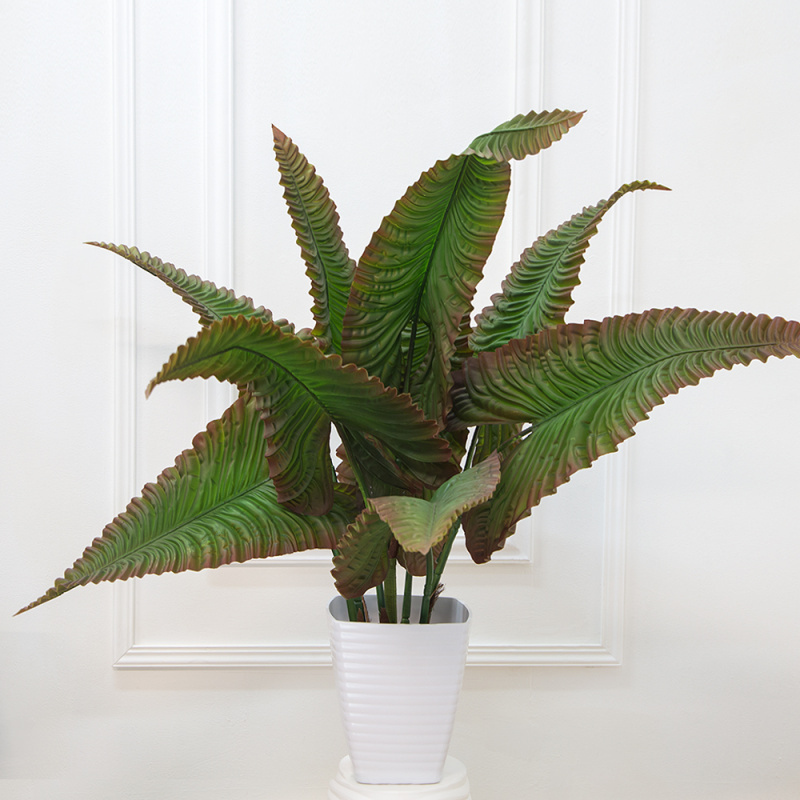 110/К/408 Каладиум куст h110см_1