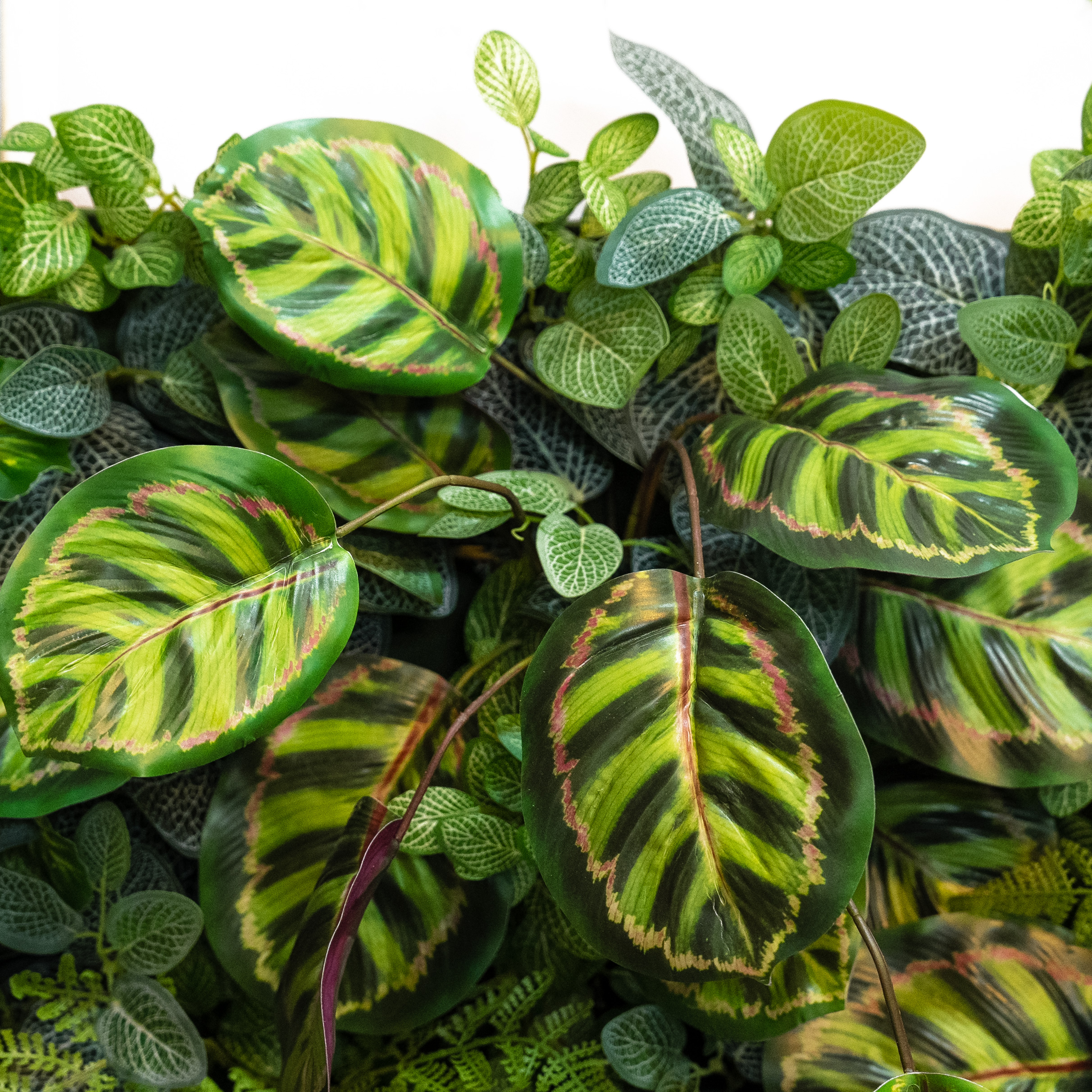 ФТС156-1 Фитостена _7