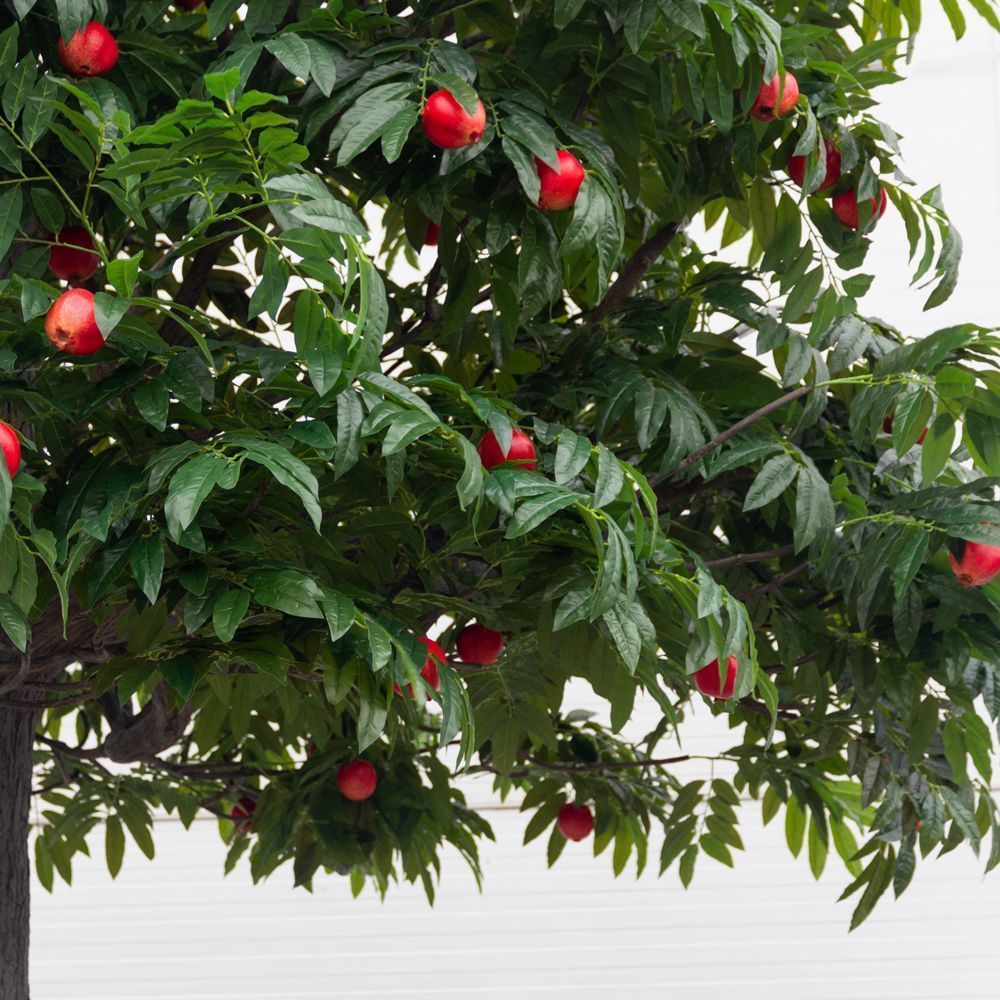 570ГБ/Разб/П/424(з)(Пр) Гранат искусственное дерево с плодами разборное h570см_2