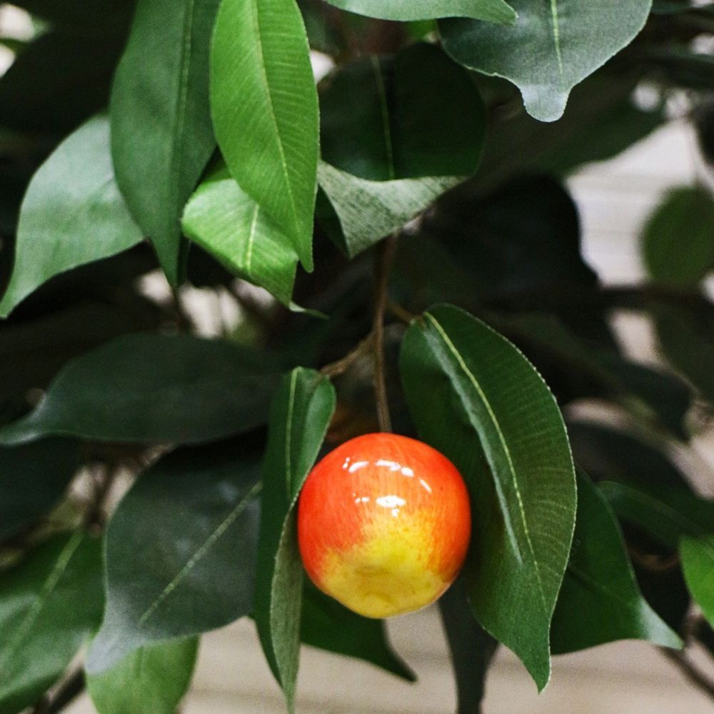 БП 100/ОС/44 Бонсай плодовый Яблоня 100см_2