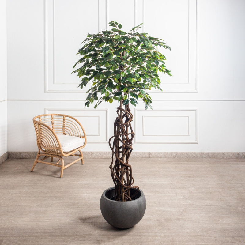 180/ПЛ/34(Пр) Фикус искусственный h180см (латекс)_4