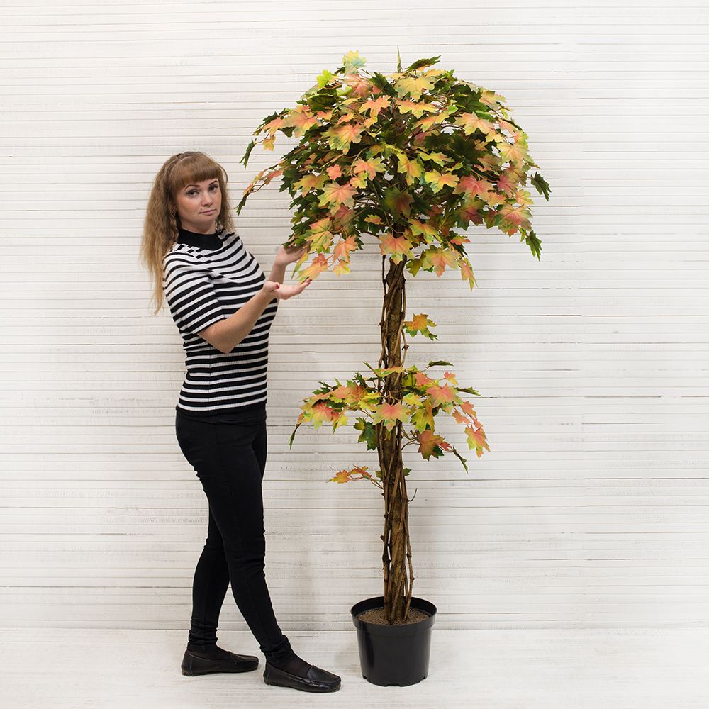 180/ССТ/77-2 Клен Осенний h-180см_3