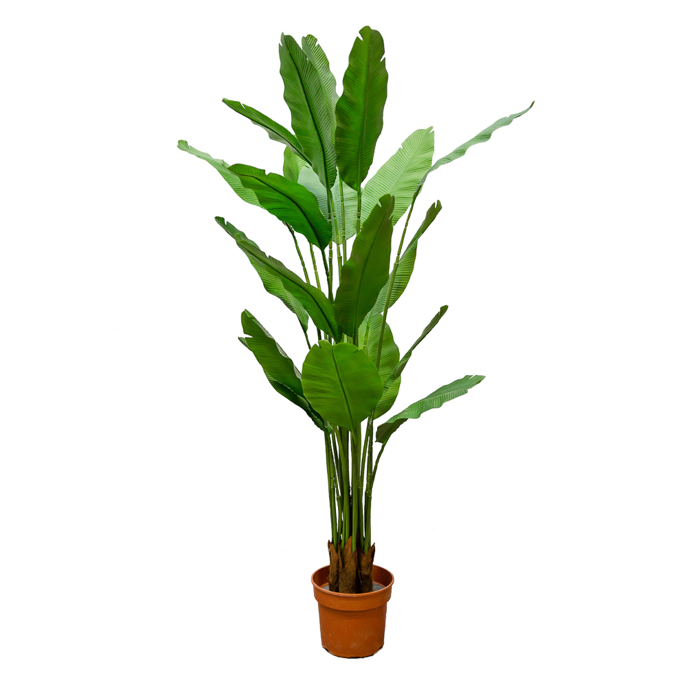 П180/356 Куст Банана (зеленый)h180см(латекс) _2