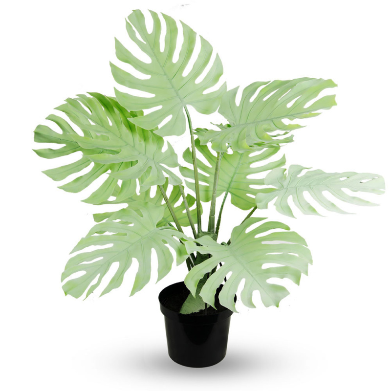 80/К/ССТ/371-1(з.) Монстера мятная на стволе h80см (латекс) _1