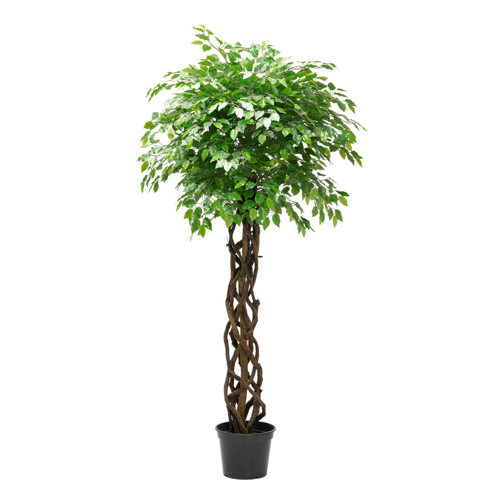 200/ССТ/ПЛ/34 Фикус зеленый h200см(латекс)