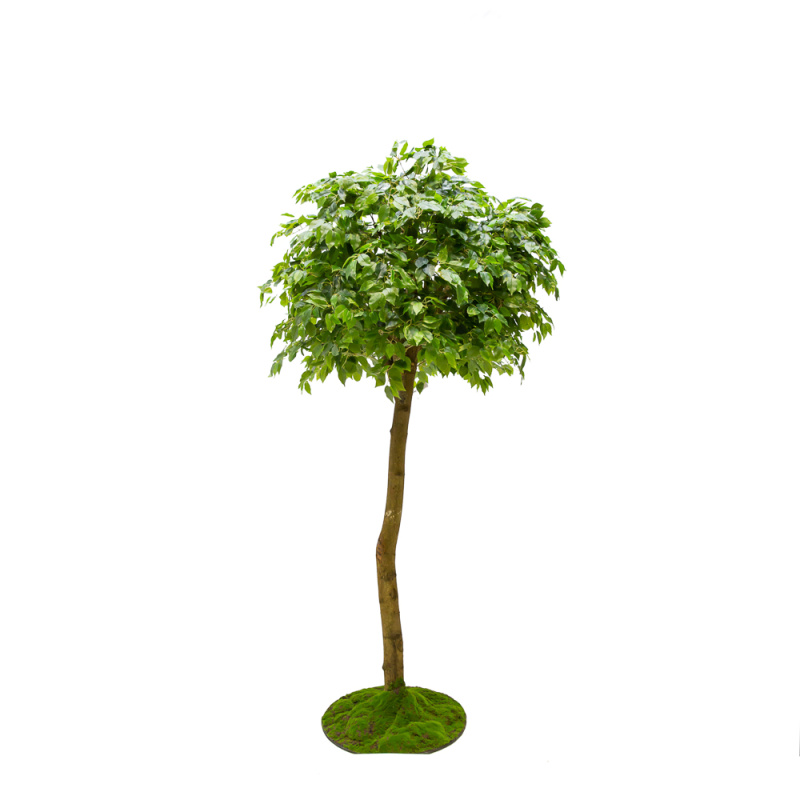 250/ШК/34(з.) Фикус h250см(латекс)