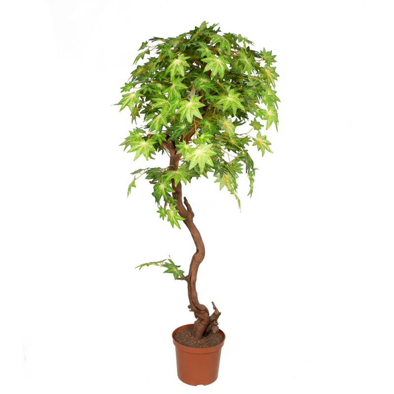 140/77 Клён 140см