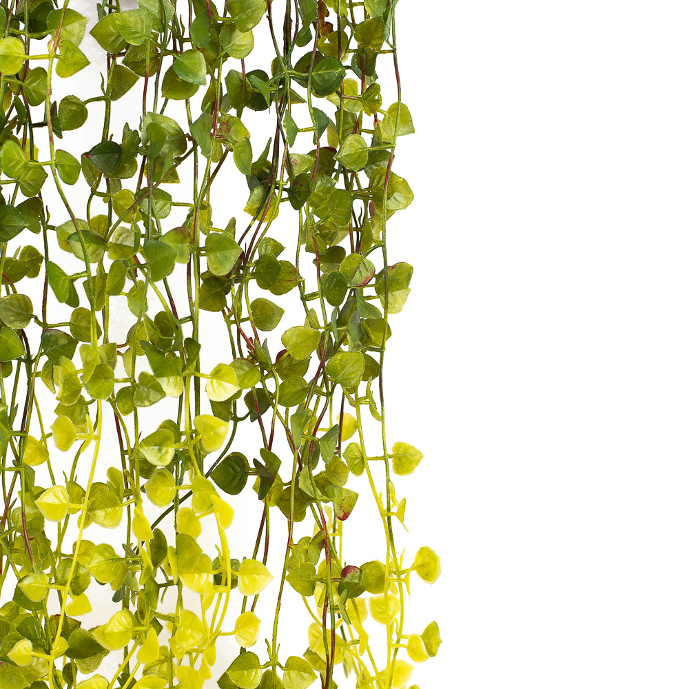 КС82 Традесканция с бордовыми кончиками ампельная в кашпо_2