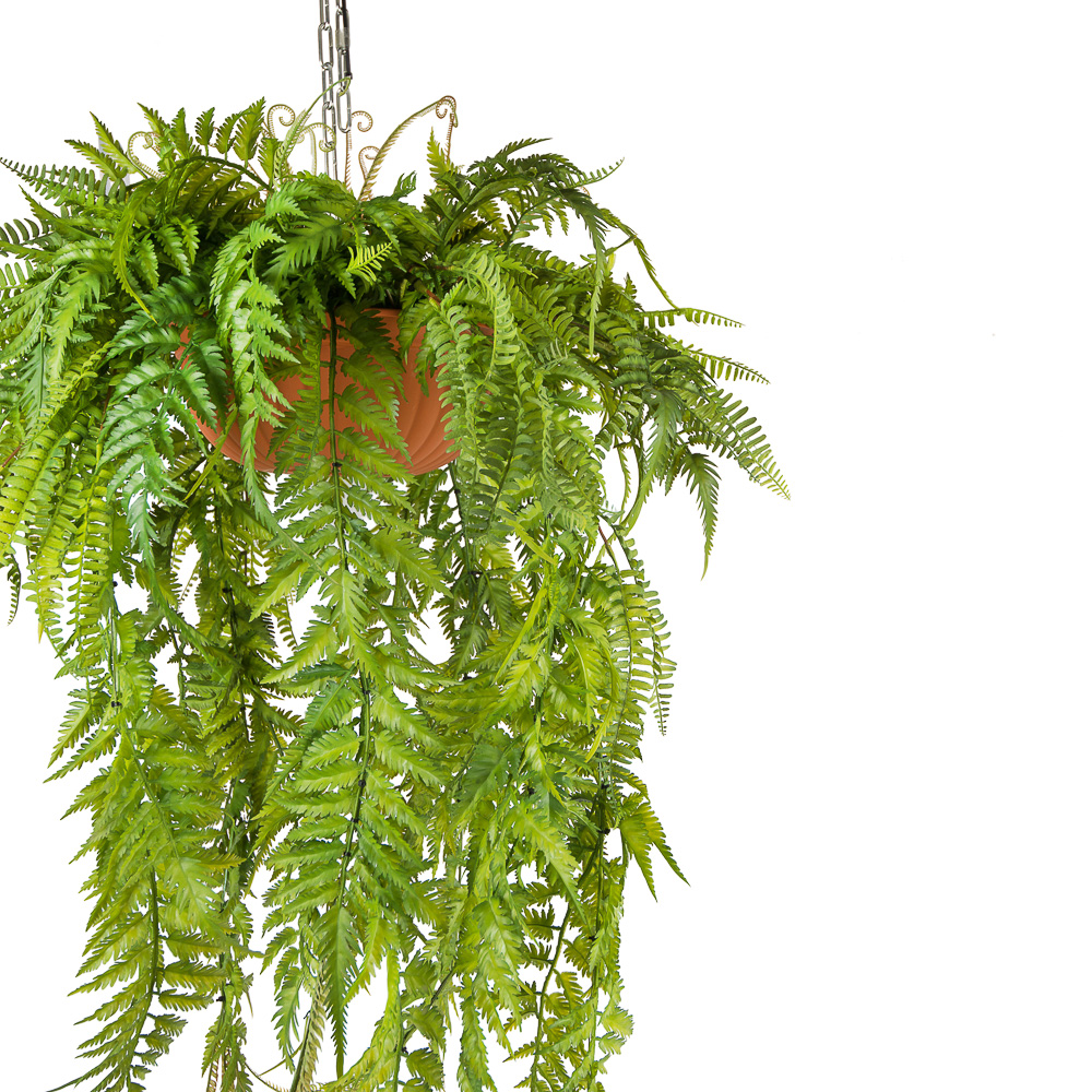 КЗ 18 Папоротник ампельный в подвесном кашпо d-30см (60xh145см)_2
