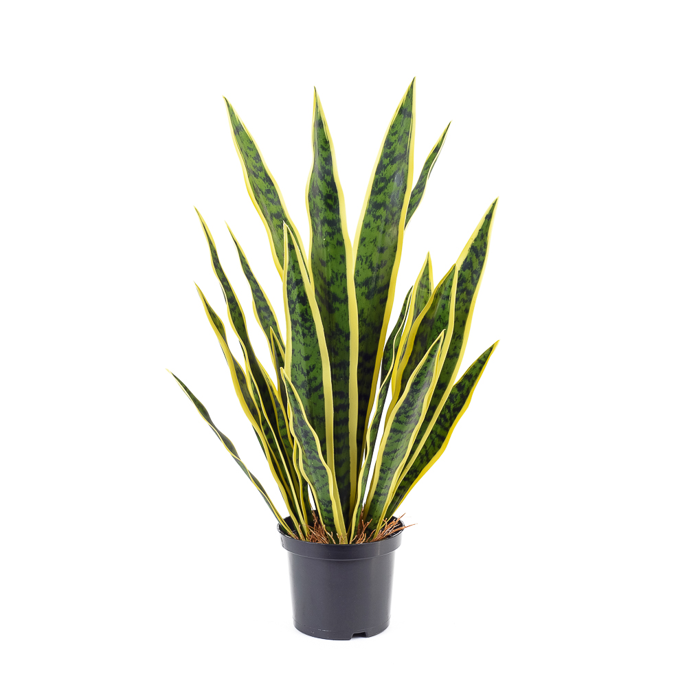 ЦС93-2 Сансевиерия микс h55см в кашпо d15см