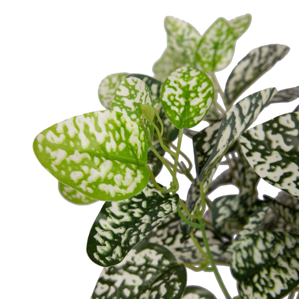 7143/0411-7 Аукуба Вариегата куст белый(латекс)*8ч_2