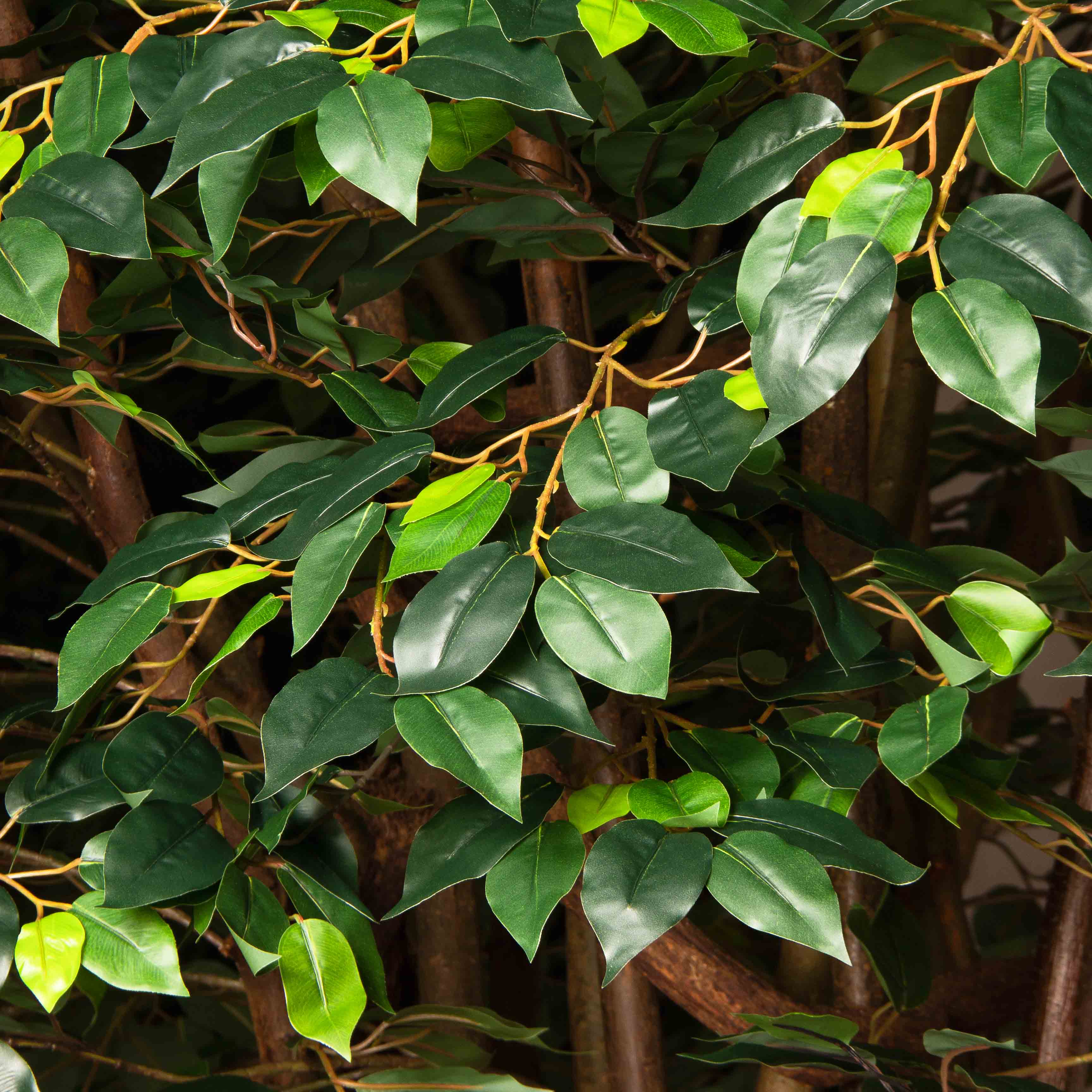 300/РН/Л/34(Пр)(F)Фикус искусственный h300см (латекс) на основании_4