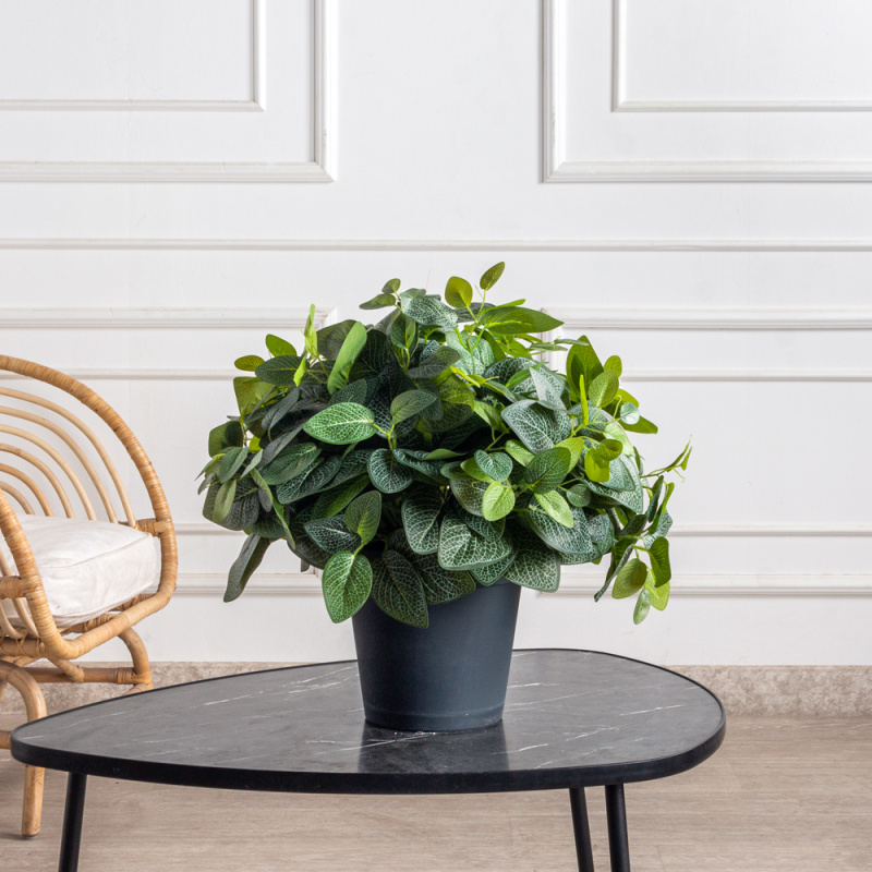 КС130(з)(F) Фиттония в кашпо d23см