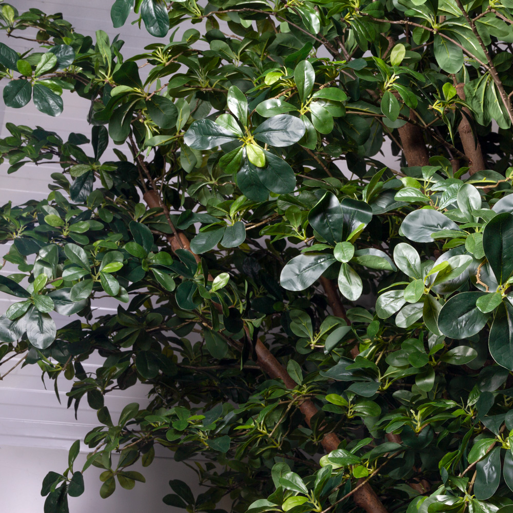 330/РН/84(з/УУ)(Пр)(F) Шеффлера искусственная h330см_2