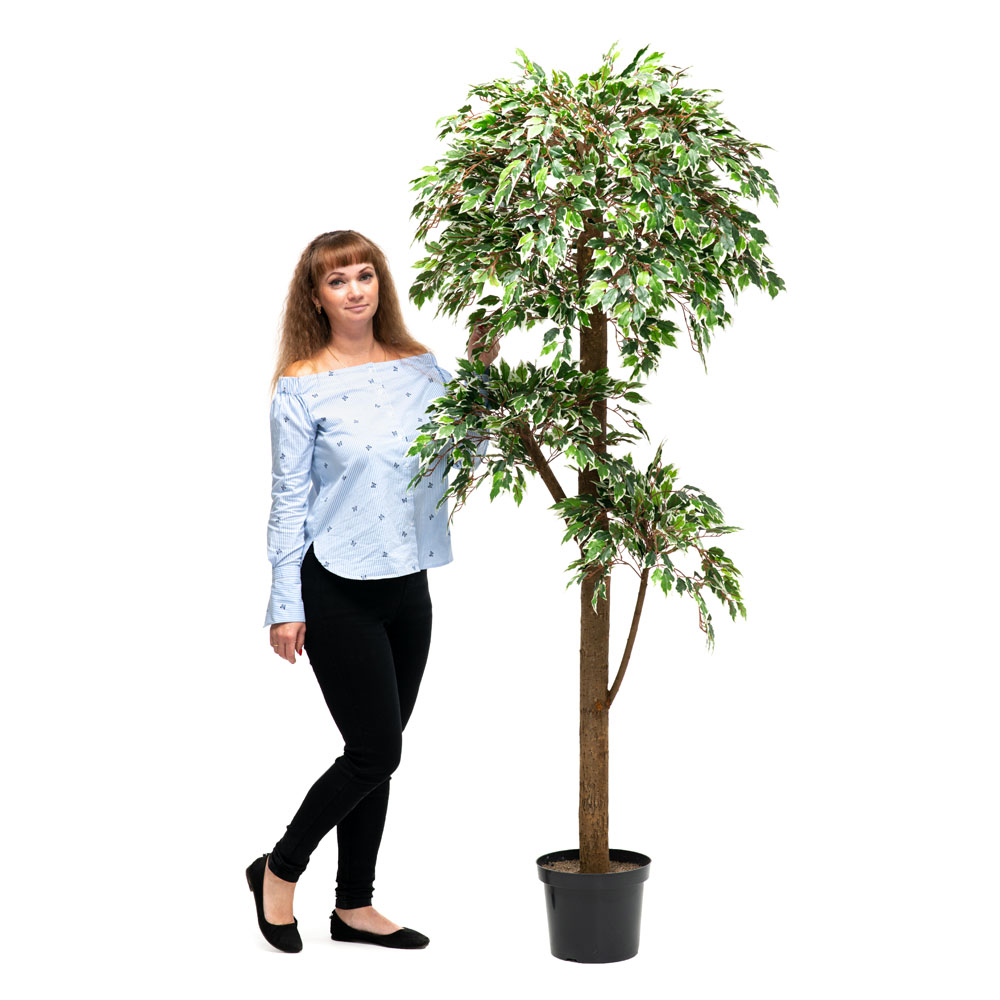 190/3К/Р/23М Фикус Бенджамина Старлайт h190см(латекс)_7