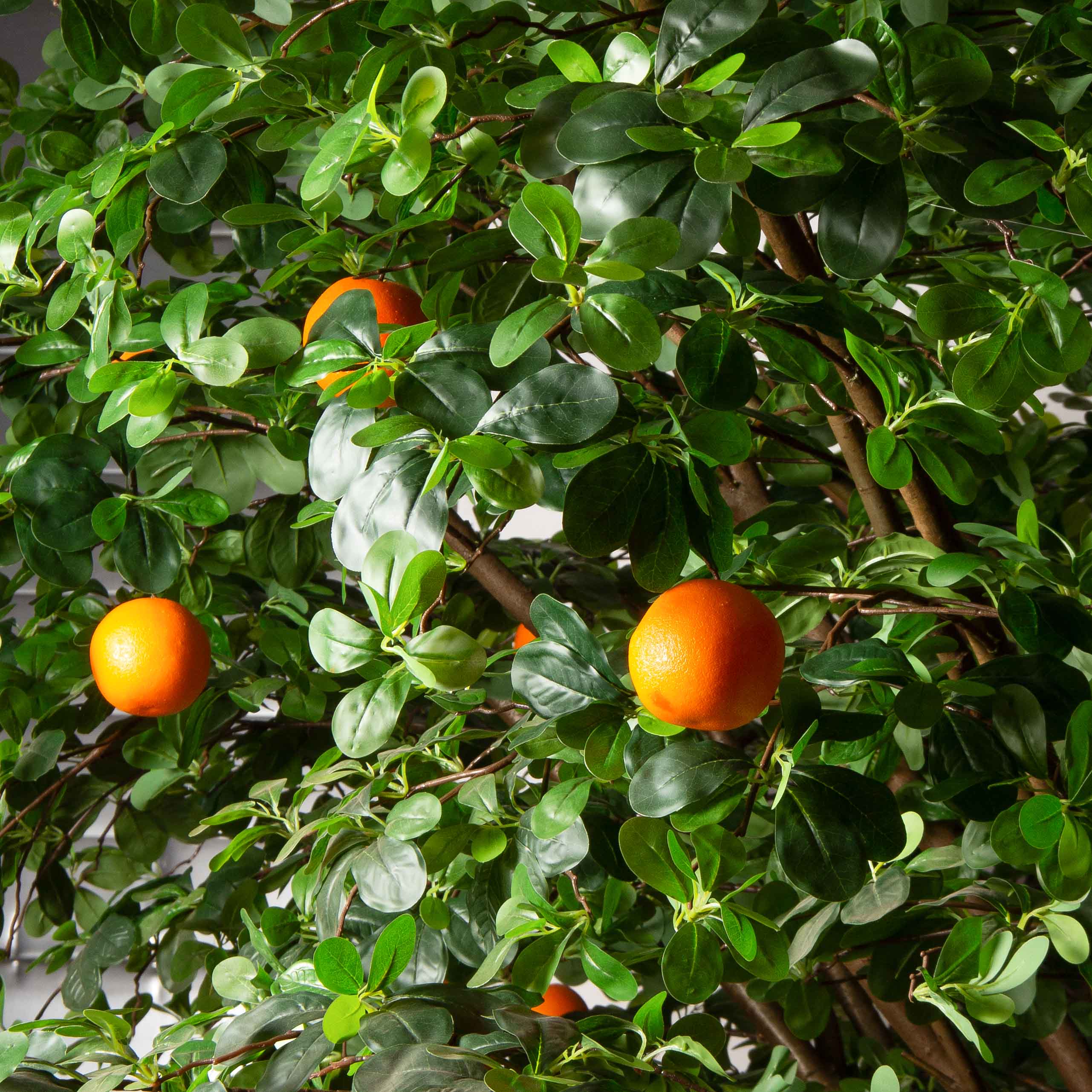 300/РН/84-1(з)(F) Шефлера искусственная h300см d330 на основании d75см, латекс_4