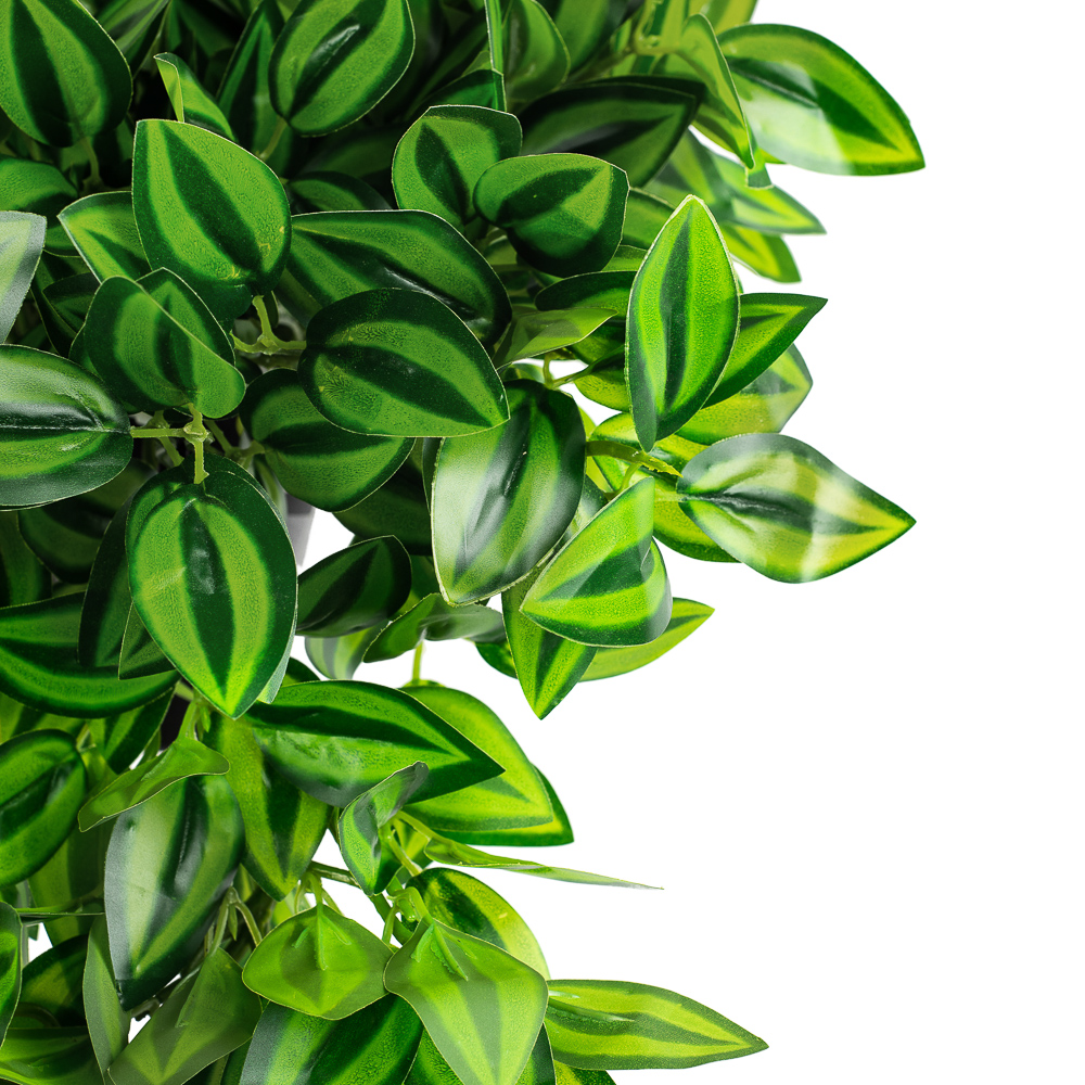 КС75 Традесканция ампельная зеленая в кашпо_2