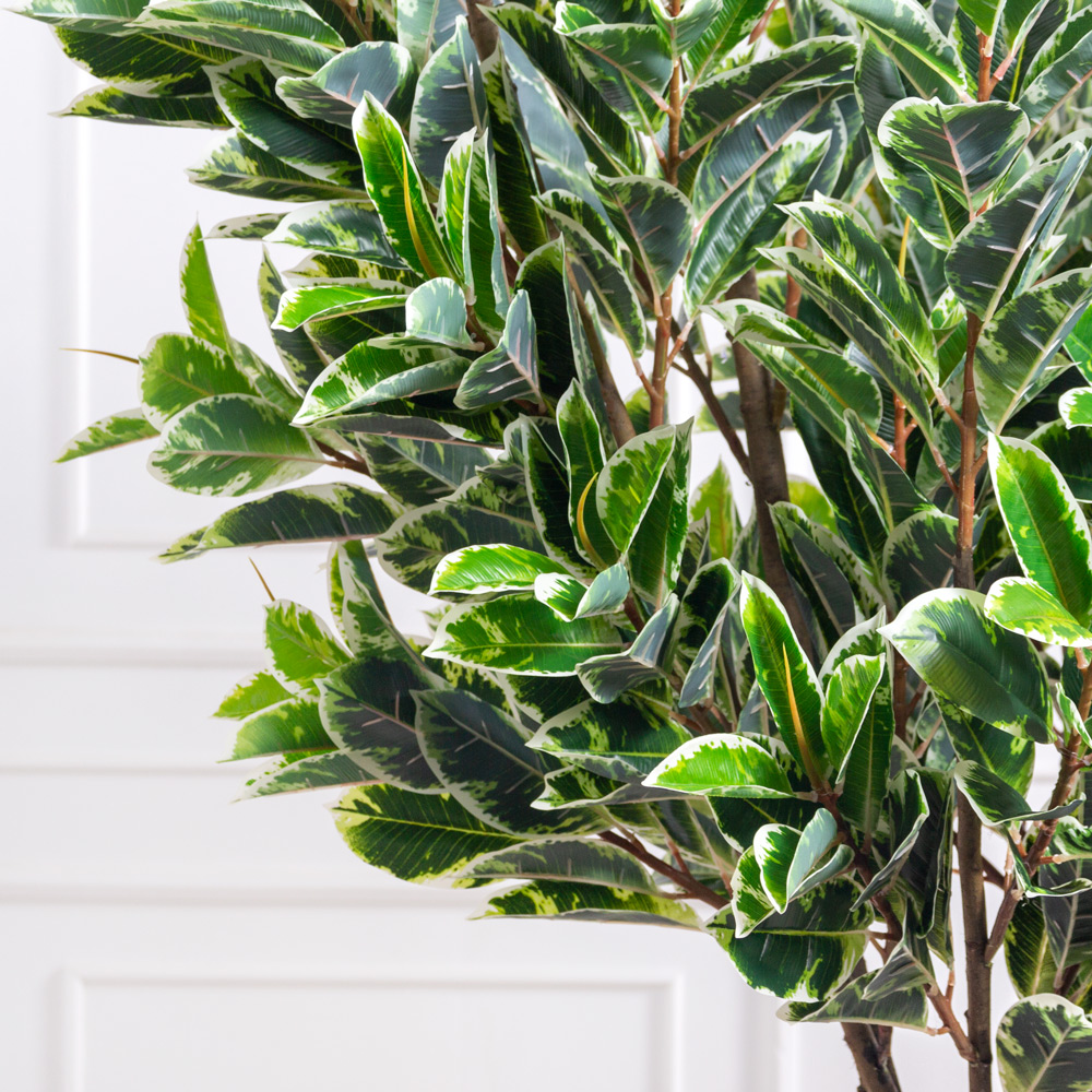 240/К/419(з)(F) Фикус искусственный Эластика Тинеке h240см d 160см, латекс_3